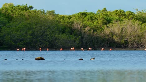 zoom de gran ángulo a la manada de flamencos que se alimentan a lo largo de la costa del bosque de manglares