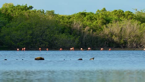 wide angle zoom to flamingo pack feeding along coast of mangrove forest