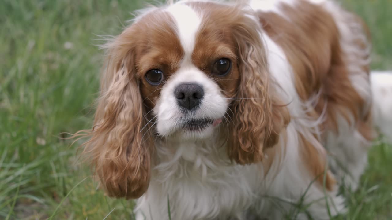 Cavalier King Charles Spaniel. Filmado com câmera superlenta a 1000 fps