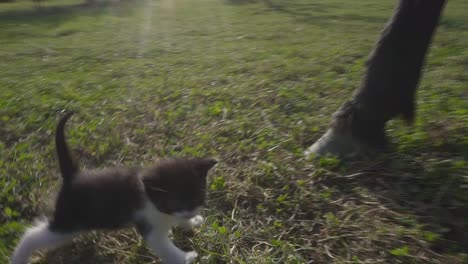 Pequeño-Gato-Olfateando-Muy-De-Cerca-A-Un-Caballo,-Luego-Siendo-Levantado-Por-Un-Hombre