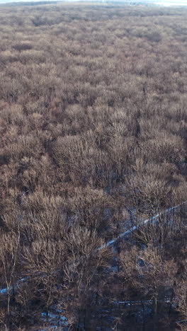 aerial view of the winter forest from above vertical video