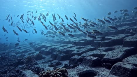 silhouetted school of reeffish swimming in blue waters - underwater shot