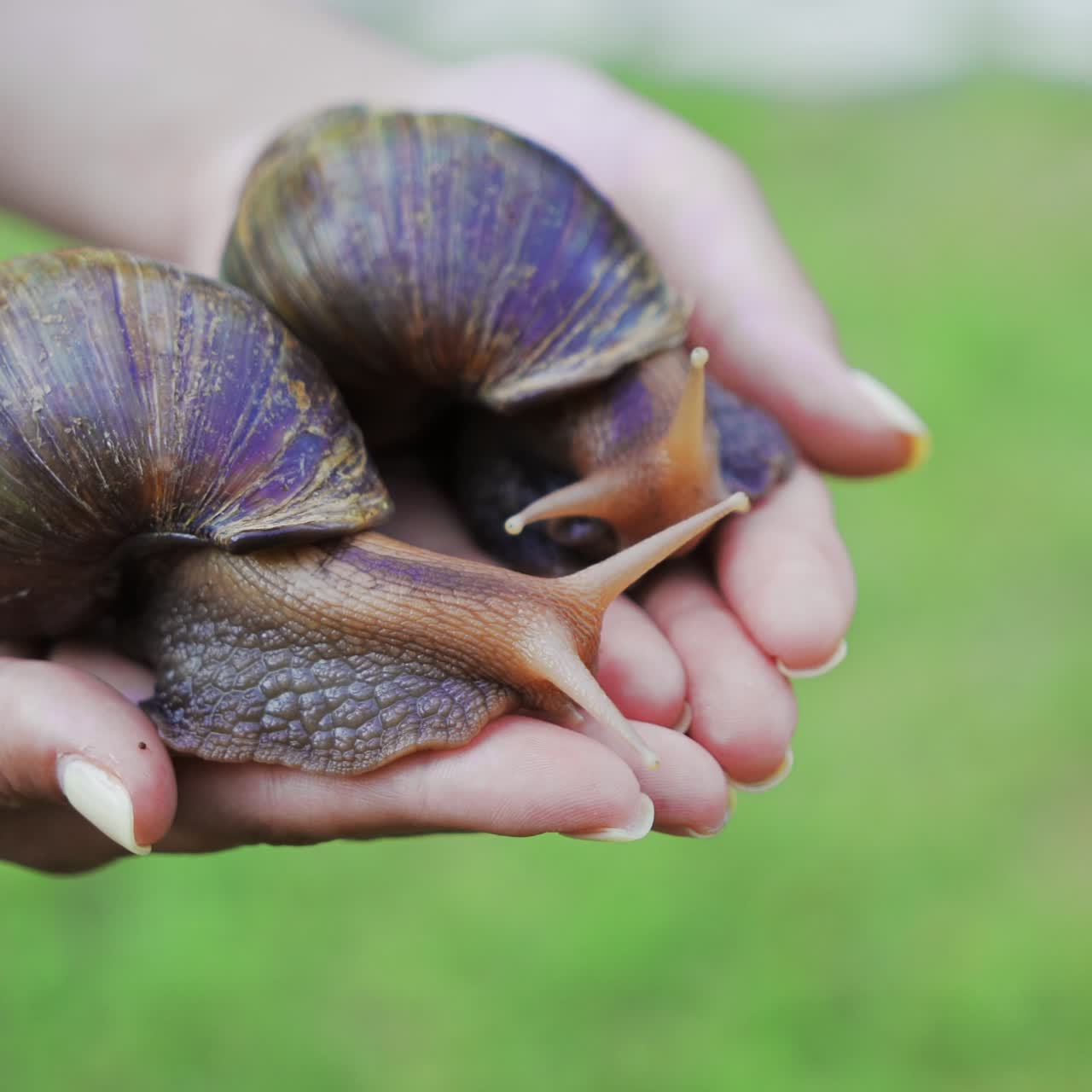 Large African snails Achatina Fulica on the female palm. Pets from the beauty salon.