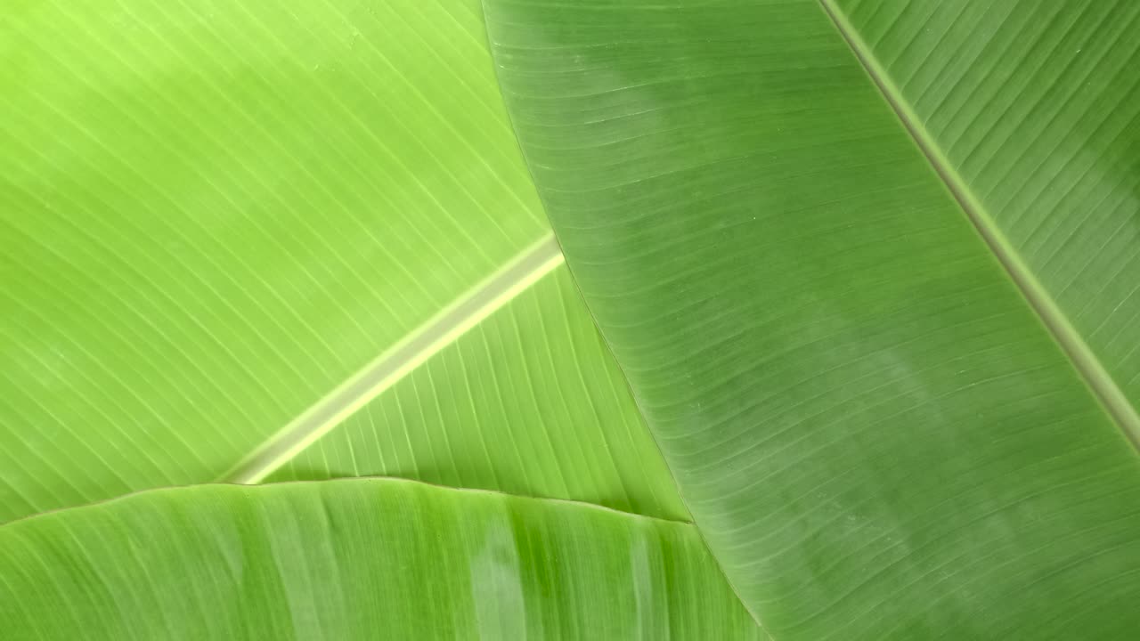 Rotate shot of green banana leaves surface