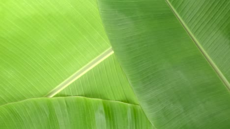 rotate shot of green banana leaves surface