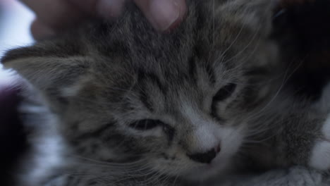 lindo gatito atigrado recibiendo caricias en la cabeza. de cerca