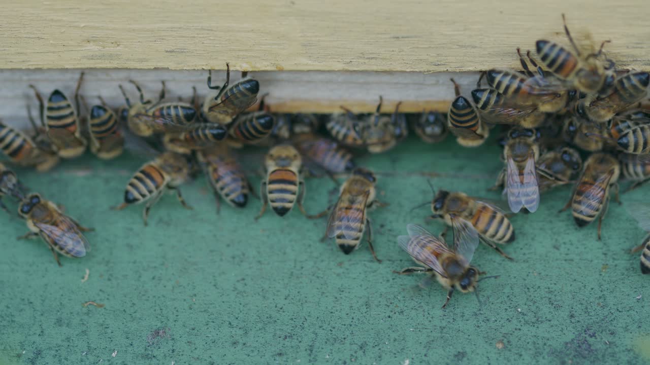 enjambre de abejas obreras emocionadas arrastrándose sobre madera