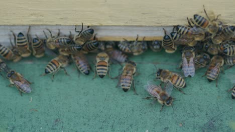 Swarming-excited-female-worker-bees-crawling-on-wooden