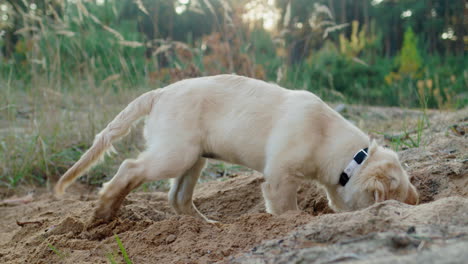 un cachorro prospector cava un agujero en la arena, un divertido paseo con un perro en un bosque de pinos