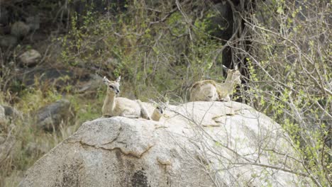 Klipspringers-resting-on-a-rocky-cliff-in-Kruger-National-Park,-South-Africa---4k