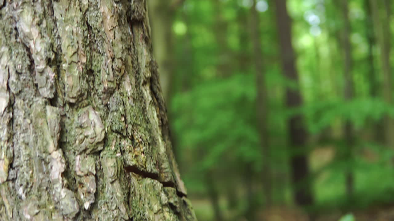 corteza gruesa de un árbol viejo en el bosque - textura de corteza de árbol - foco de rack