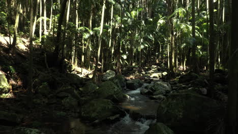 densa selva tropical con un río rocoso en australia
