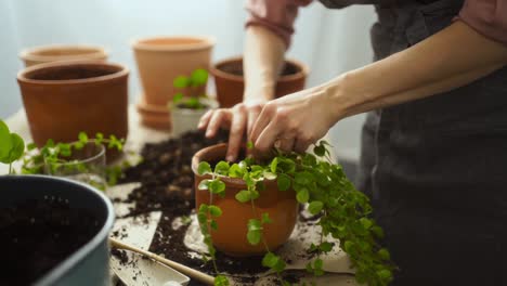 crop female gardener planting kiereweed