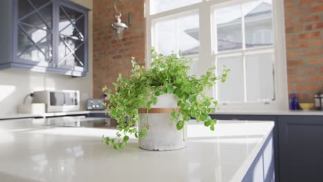 interior of open plan kitchen and dining room with plant on countertop