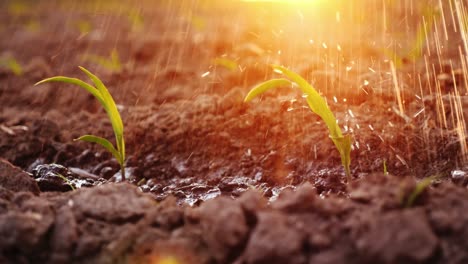 water strips water the young shoots on the field. in the rays of the setting sun