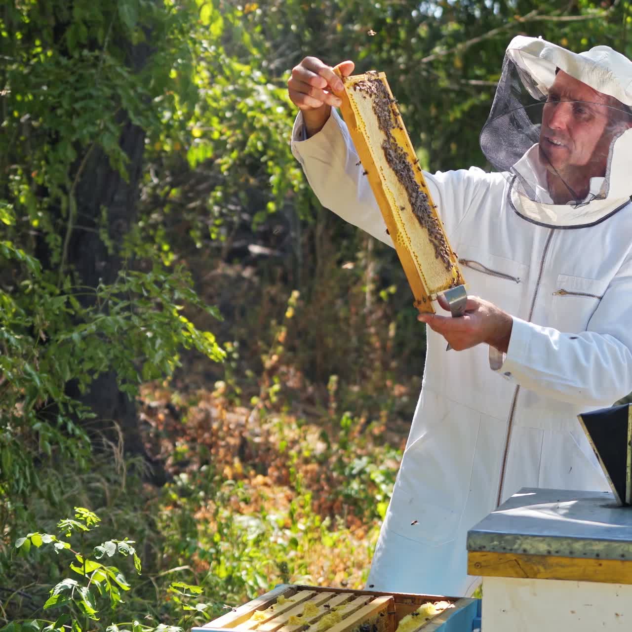 Maestro apicoltore esamina il favo. Apicoltore in uniforme protettiva bianca che tiene un telaio con api su uno sfondo di natura verde. Apicoltore in estate.