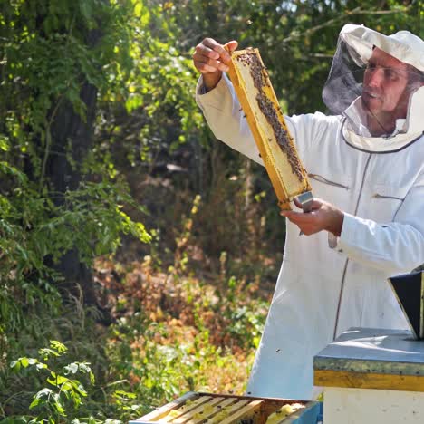 bee master examines honeycomb. beekeeper in white protective uniform holding frame with bees on green nature background. apiarist in summer