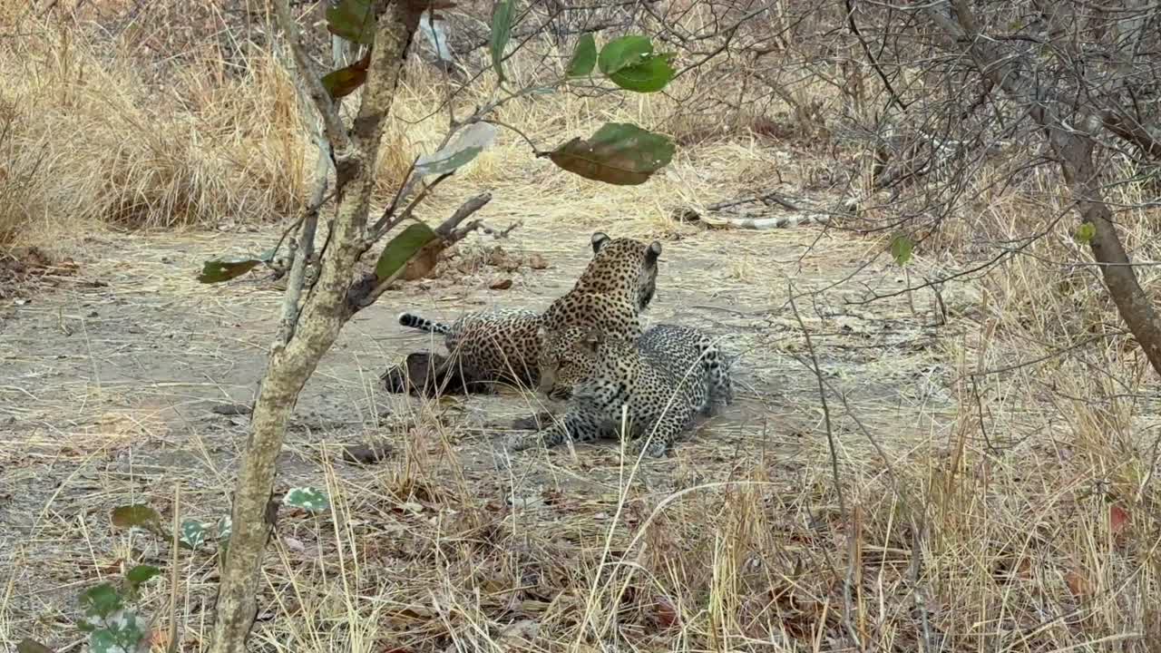 la hembra de leopardo (panthera pardus) tienta a un macho para aparearse en el parque nacional de luangwa del sur. zambia.