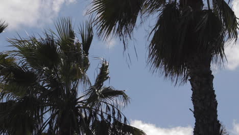 copas de palmeras en un día soleado
