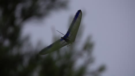 ala delta vuela sobre los árboles, visto entre las hojas y las ramas de los árboles en tierra