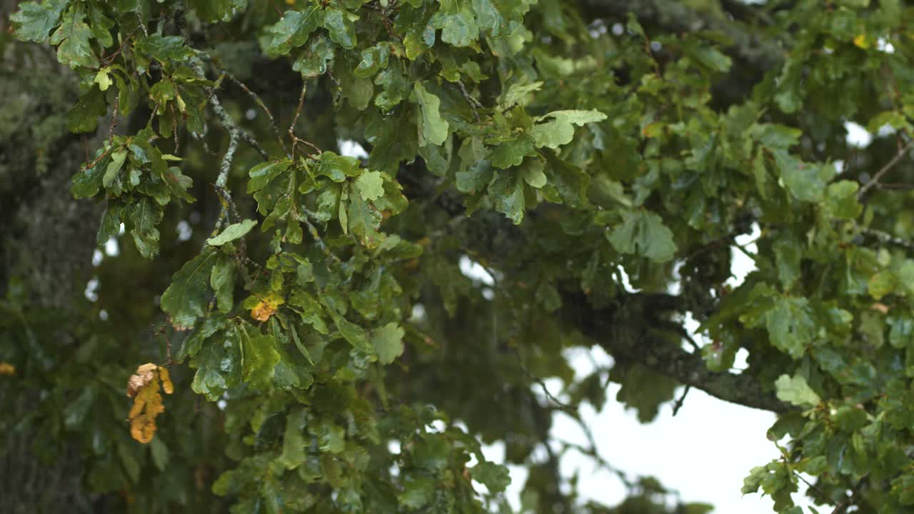 árboles en día tormentoso viento fuerte
