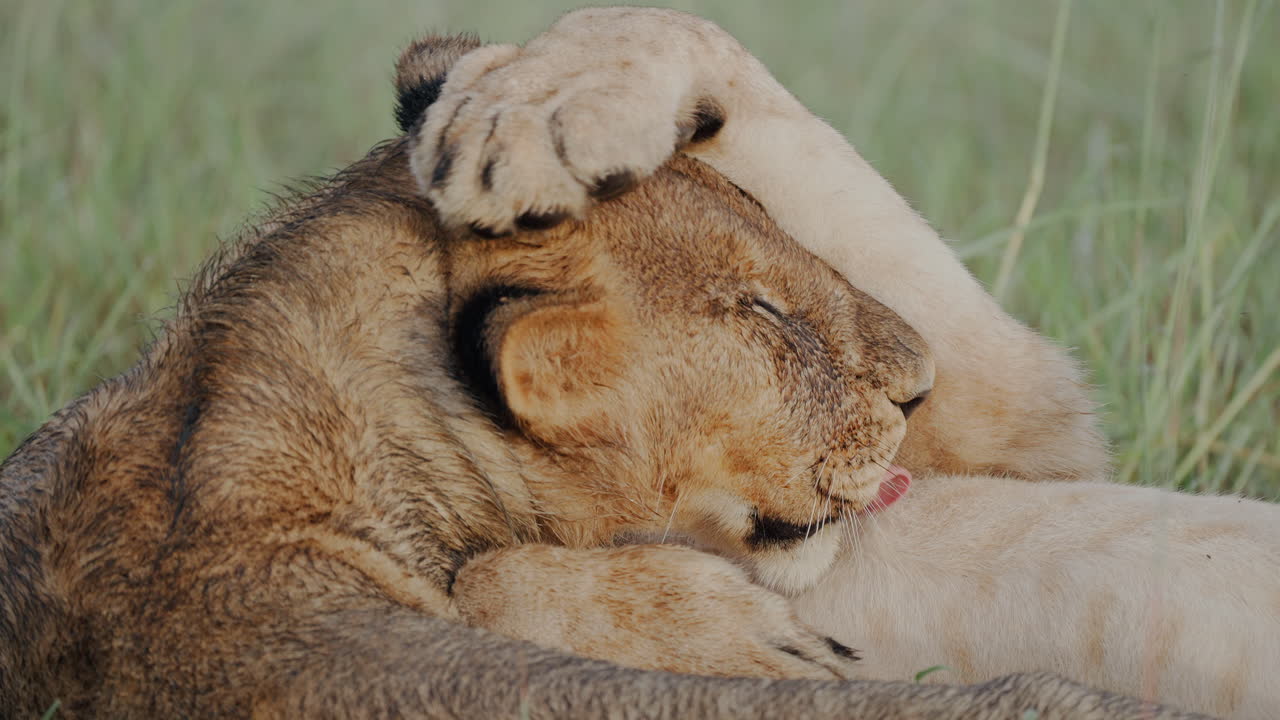 Two Lions Grooming Each Other