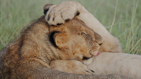 two lions grooming each other