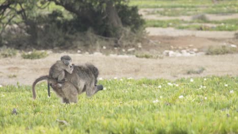 Weitwinkelaufnahme-Eines-Pavians,-Der-Mit-Einem-Baby-Auf-Dem-Rücken-Isst