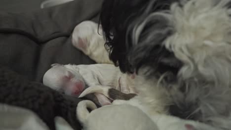 mommy dog cleaning her just born babies