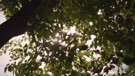 sunlight gently filtering through green leaves as they flutter in breeze, casting intricate light and shadow patterns, branches sway softly, creating warm and peaceful atmosphere