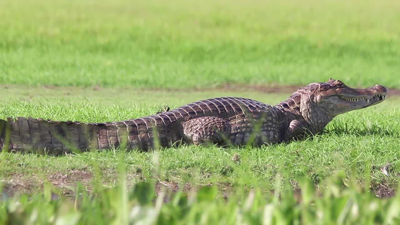 vista cercana de un joven cocodrilo tranquilo a través de las hierbas de un césped verde