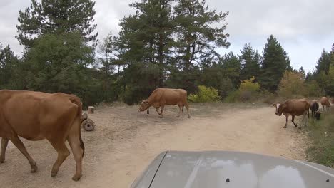 cows blocking our way 2