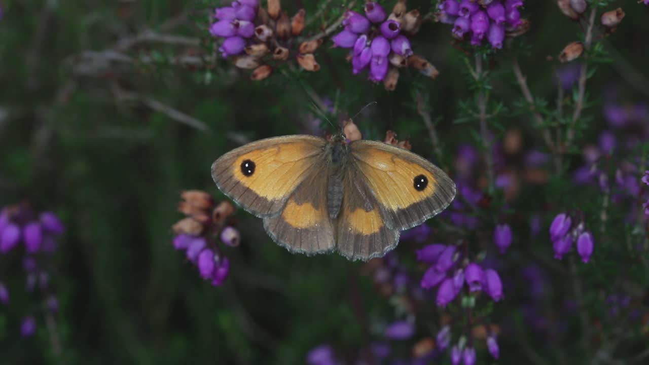 게이트키퍼 나비, 파이로니아 티토누스 (pyronia tithonus) 가 저지대 허스 (heath) 에 있는 벨 헤더 (bell heather) 식물 에  ⁇ 고 있다