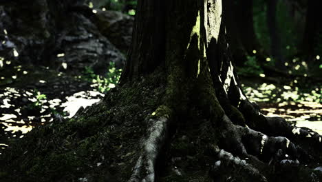 sunlight filtering through trees highlights roots in a tranquil forest setting