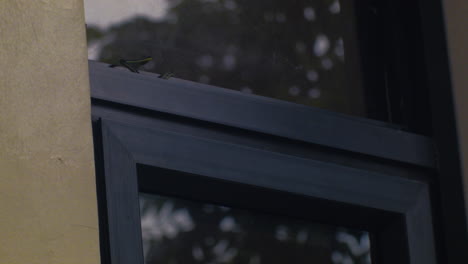 A-curious-bronze-back-tree-snake-slithers-on-top-of-a-window-on-a-gloomy-day