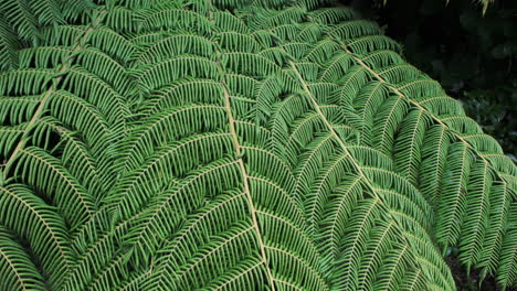 Close-up-of-large-green-New-Zealand-fern-swaying-in-a-gentle-breeze