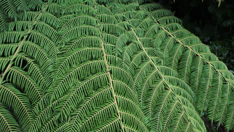primer plano de un gran helecho verde de nueva zelanda que se balancea en una suave brisa
