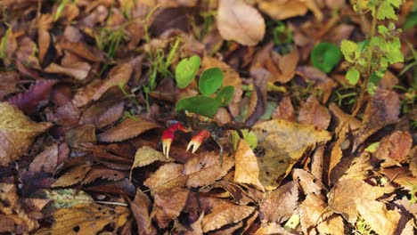 japanese forest crab climbing over autumn leafs 4k