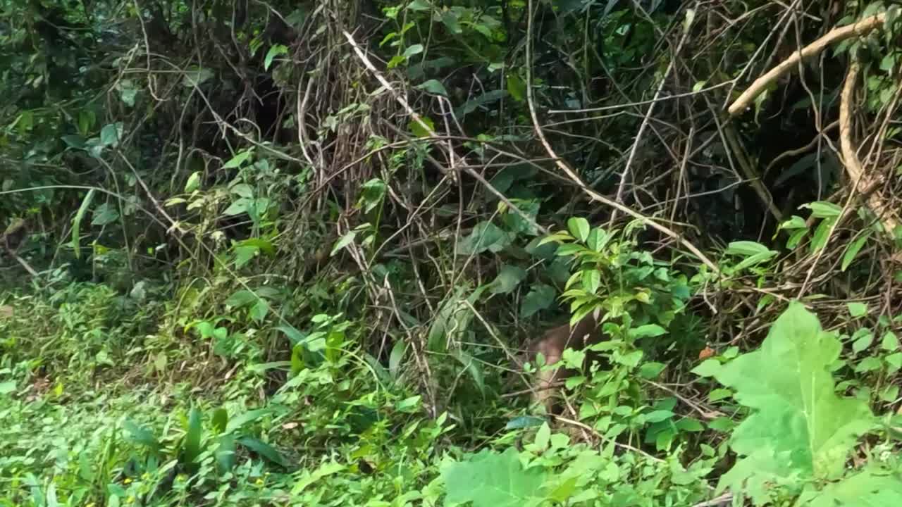 A monkey partially hidden by lush green foliage and tangled vines in a dense jungle setting.