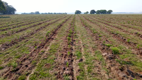 Vista-Aérea-De-Hileras-De-Cultivos-En-Un-Campo