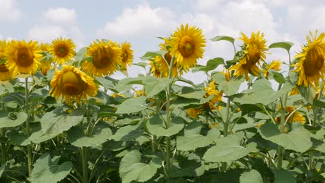 Blühende-Sonnenblumenfelder.-ölhaltige-Ernte