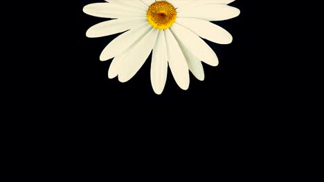 close-up of a white daisy on black background