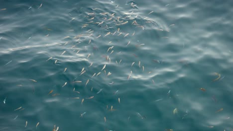 A-Lot-of-Fish-Swimming-in-the-beautiful-clear-waters-off-a-Croatian-Coast