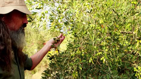 Man-harvesting-olives-from-tree-4k