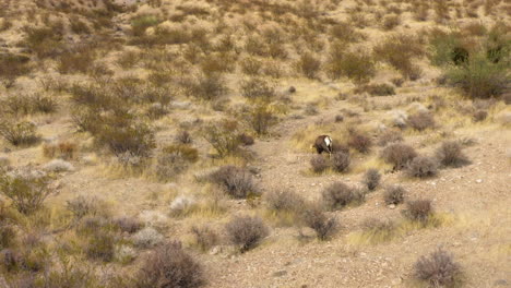 Borrego-Cimarrón-Caminando-En-El-Desierto-árido-Lugar-Seco,-Paisaje-De-Vida-Silvestre-Del-Valle-De-Fuego-Nevada-Usa