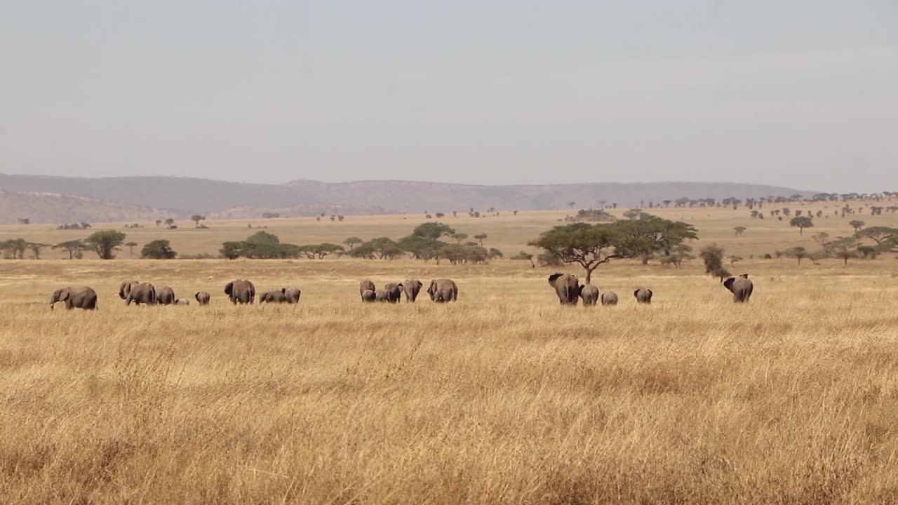 Stado afrykańskich słoni w oddali na równinach Serengeti w Tanzanii ZWOLNIONE TEMPO