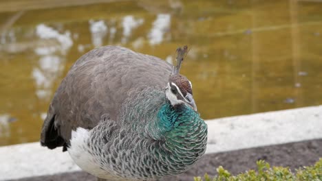 Nahaufnahme-Des-Weiblichen-Pfaus,-Peahen