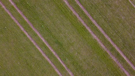 revealing aerial birdseye view of tractor tracks in fresh green cereal field in overcast spring day, farming agriculture and food production, wide angle ascending drone shot