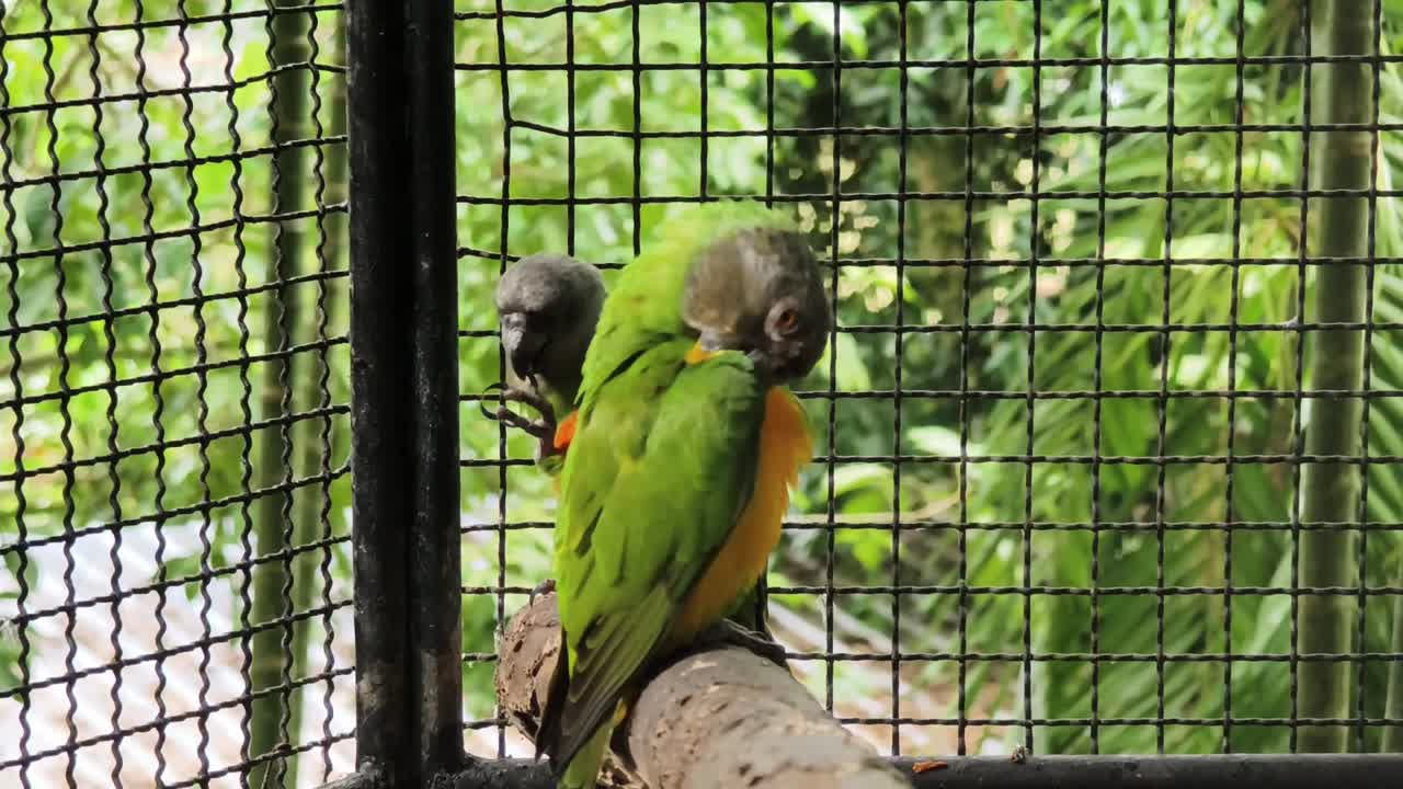 케이지에 힌 무새