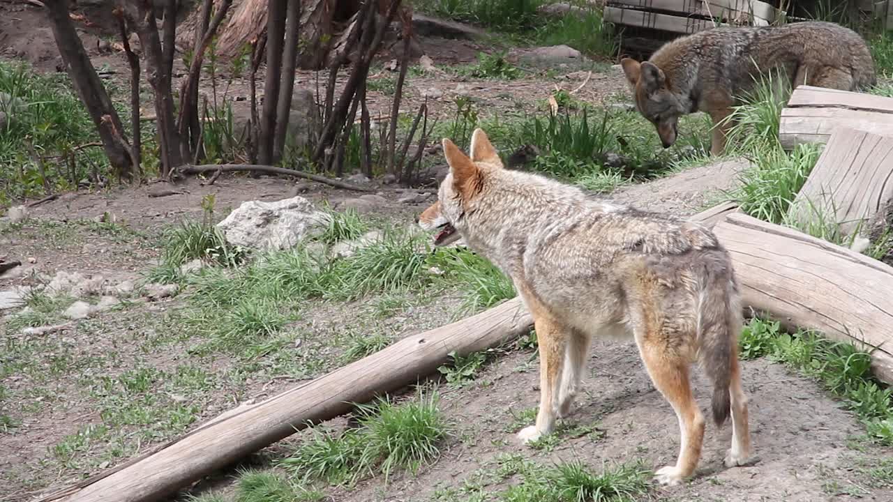 Two curious, healthy adult coyotes explore country yard unbothered